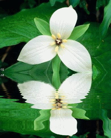GARDENIA BLANCA.gif
